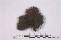 藏品(小角衣屬)的圖片